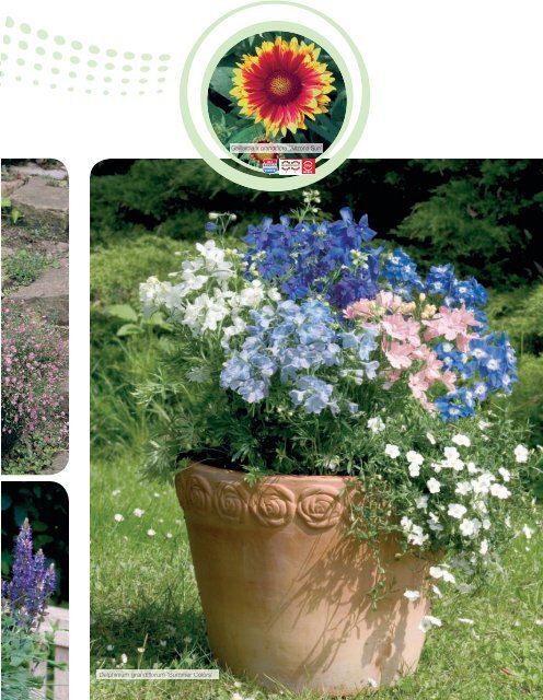 Grow fast with Benary's FastraX perennials