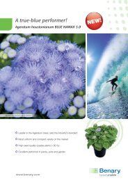 Ageratum houstonianum Blue HAwAii 5.0 - Benary