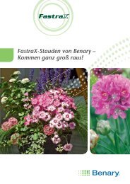 FastraX-Stauden von Benary Ã¢ÂÂ Kommen ganz groÃÂ raus!