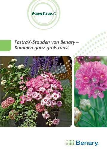 FastraX-Stauden von Benary Ã¢ÂÂ Kommen ganz groÃÂ raus!