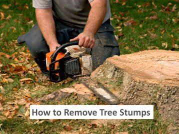 How to Remove Tree Stumps