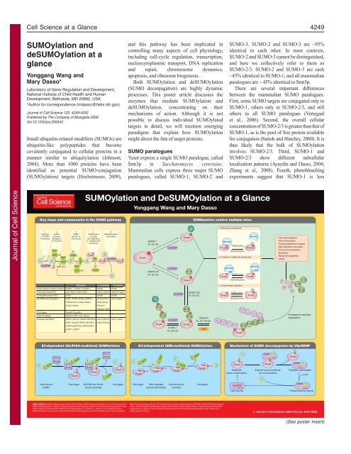 SUMOylation and DeSUMOylation at a Glance - Journal of Cell ...