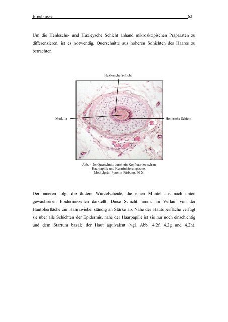 Morphologische und DNA-analytische Untersuchungen am - OPUS ...