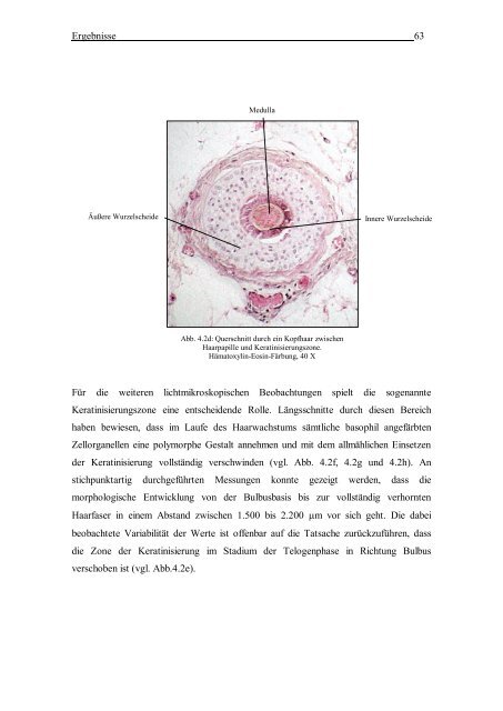 Morphologische und DNA-analytische Untersuchungen am - OPUS ...