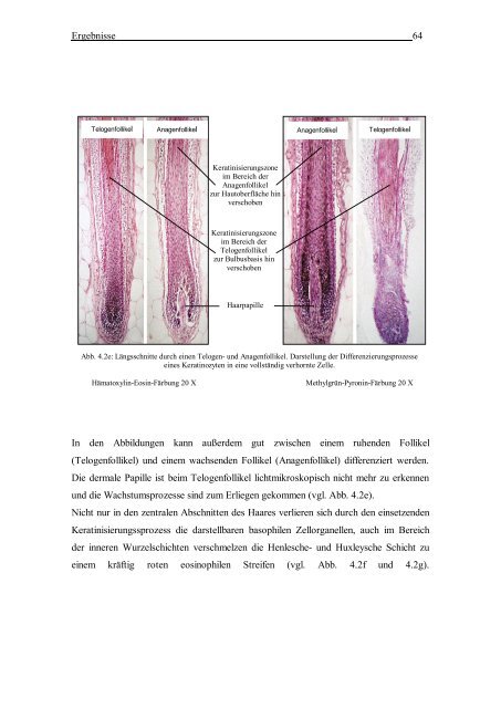 Morphologische und DNA-analytische Untersuchungen am - OPUS ...