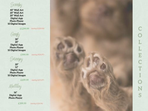 labradoodle viewing brochure & price list