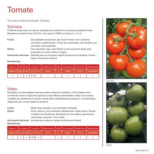 Tomate e Pimentão 2018 | 2019