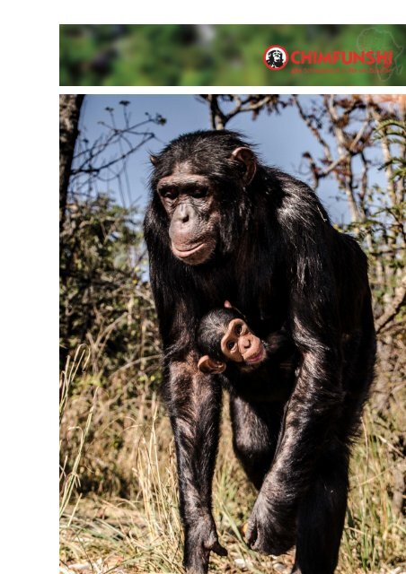 Chimfunshi_Was Du schon immer über Schimpansen wissen wolltest...