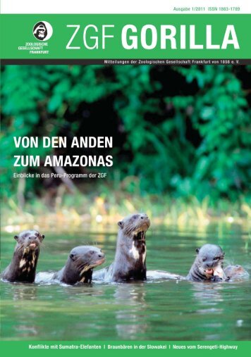 ZGF Gorilla | Januar 2011 - Zoologische Gesellschaft Frankfurt
