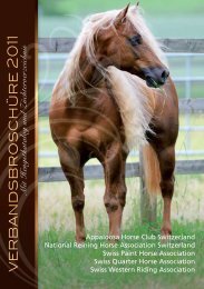 Hengste - Swiss Paint Horse Association