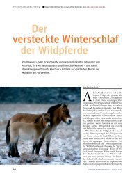 der versteckte winterschlaf der wildpferde