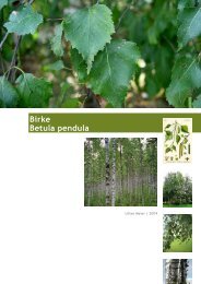 Birke Betula pendula