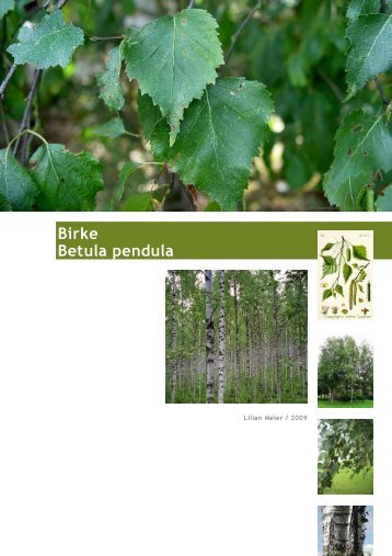 Birke Betula pendula