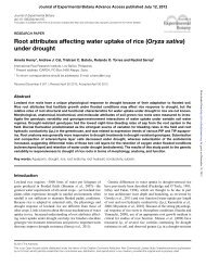 Oryza sativa - Journal of Experimental Botany