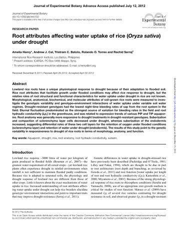 Oryza sativa - Journal of Experimental Botany