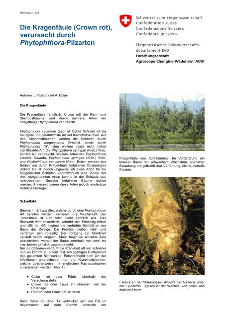 Die Kragenfäule (Crown rot), verursacht durch Phytophthora-Pilzarten