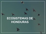 Ecosistemas de Honduras (1)