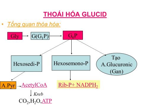 HÓA HỌC VÀ CHUYỂN HÓA GLLUCID