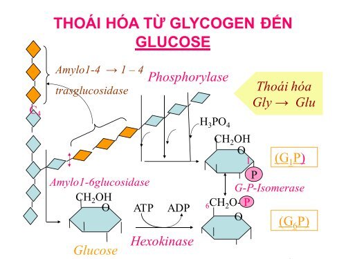 HÓA HỌC VÀ CHUYỂN HÓA GLLUCID