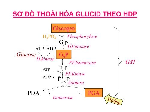 HÓA HỌC VÀ CHUYỂN HÓA GLLUCID