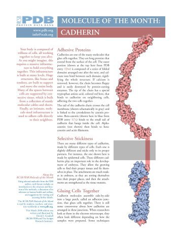 MOLECULE OF THE MONTH: CADHERIN Adhesive Proteins