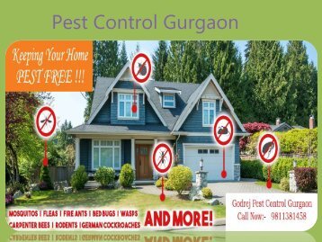 Pest Control Gurgaon Call Now +91-9811381458