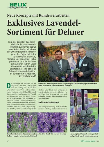 Exklusives Lavendel- Sortiment für Dehner - Helix Pflanzen