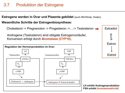 Endokrinpharmakologie I - Institut für Pharmakologie und Toxikologie