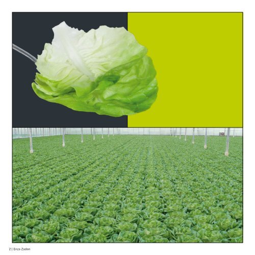 Greenhouse Lettuce 2018 UK