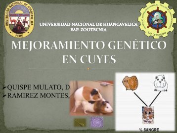 116672727-mejoramiento-genetico-en-cuyes