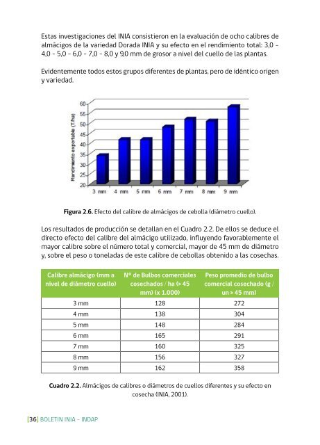 Como producir cebollas