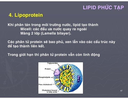 HÓA HỌC THỰC PHẨM - CHƯƠNG 2 - LIPID - TÔN NỮ MINH NGUYỆT