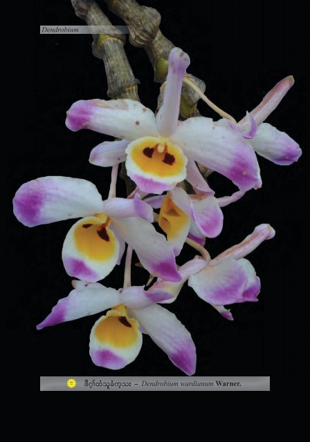 Studying Orchids Enriching Lives (Karen Version)