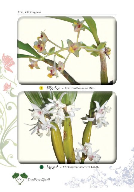 Studying Orchids Enriching Lives (Karen Version)