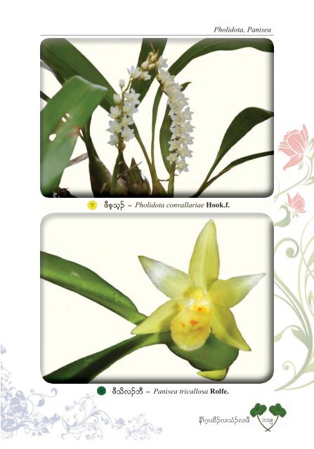 Studying Orchids Enriching Lives (Karen Version)