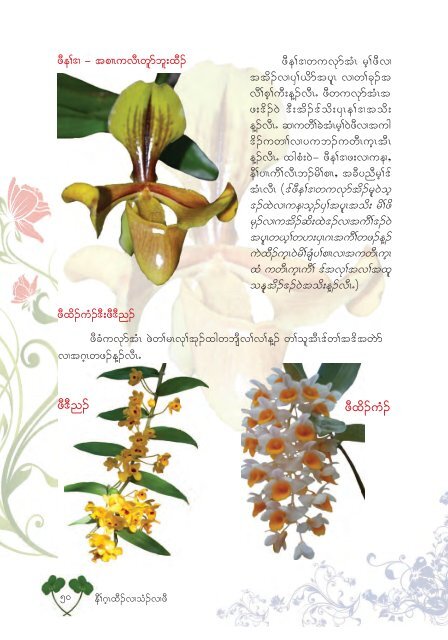 Studying Orchids Enriching Lives (Karen Version)