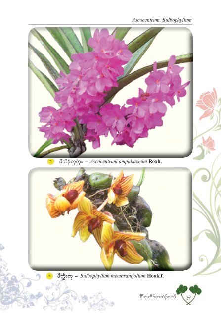 Studying Orchids Enriching Lives (Karen Version)