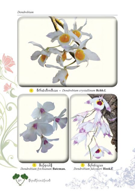 Studying Orchids Enriching Lives (Karen Version)