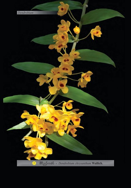 Studying Orchids Enriching Lives (Karen Version)