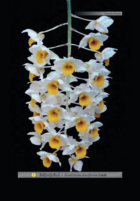 Studying Orchids Enriching Lives (Karen Version)