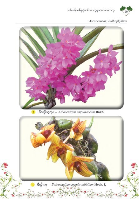 Studying Orchids, Enriching Lives (Burmese Version)