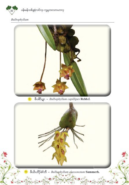 Studying Orchids, Enriching Lives (Burmese Version)