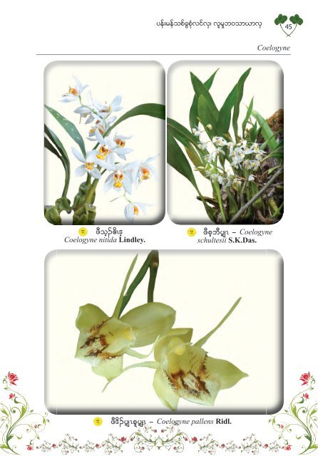 Studying Orchids, Enriching Lives (Burmese Version)