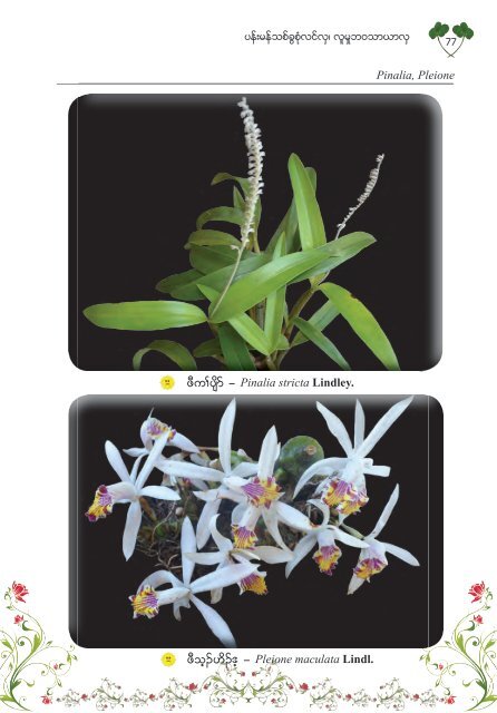 Studying Orchids, Enriching Lives (Burmese Version)