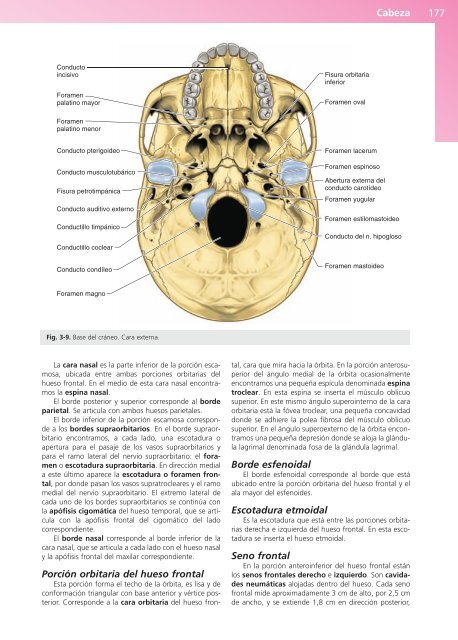 Anatomía Clínica - Pró 1ª