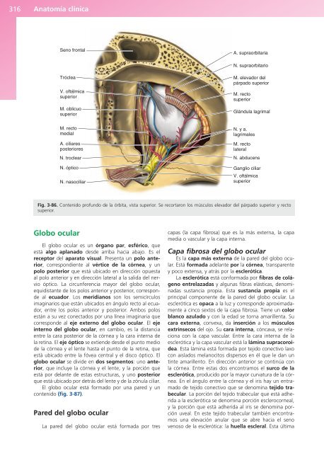 Anatomía Clínica - Pró 1ª