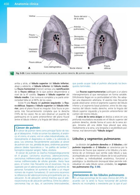 Anatomía Clínica - Pró 1ª