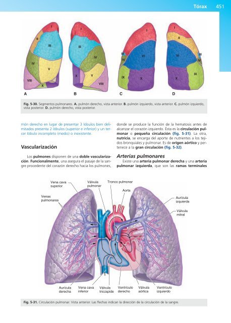 Anatomía Clínica - Pró 1ª