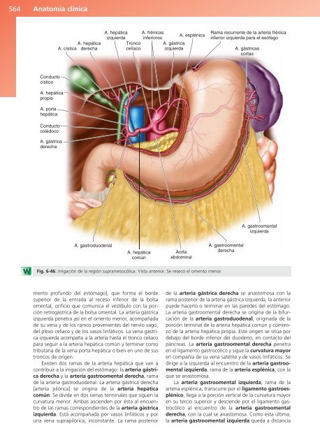 Anatomía Clínica - Pró 1ª