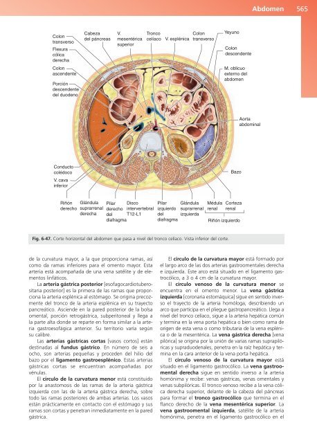 Anatomía Clínica - Pró 1ª